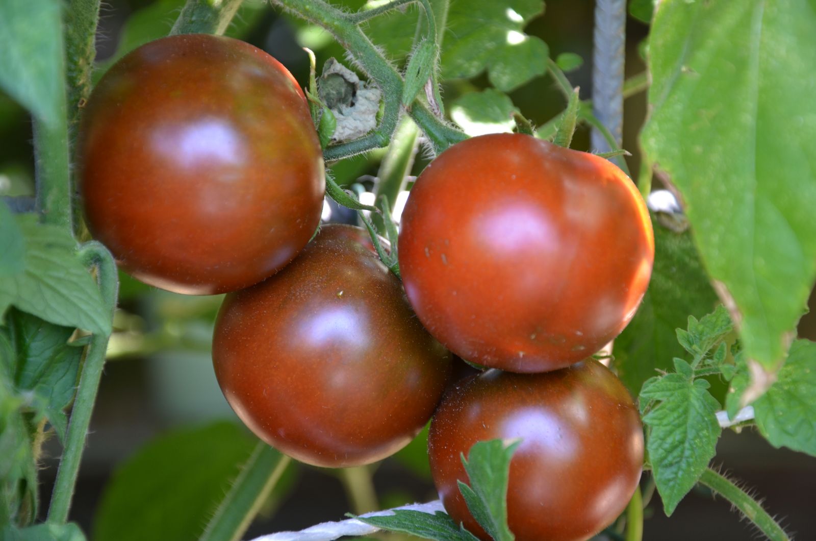 De Berao — eiförmige Tomaten an der Pflanze