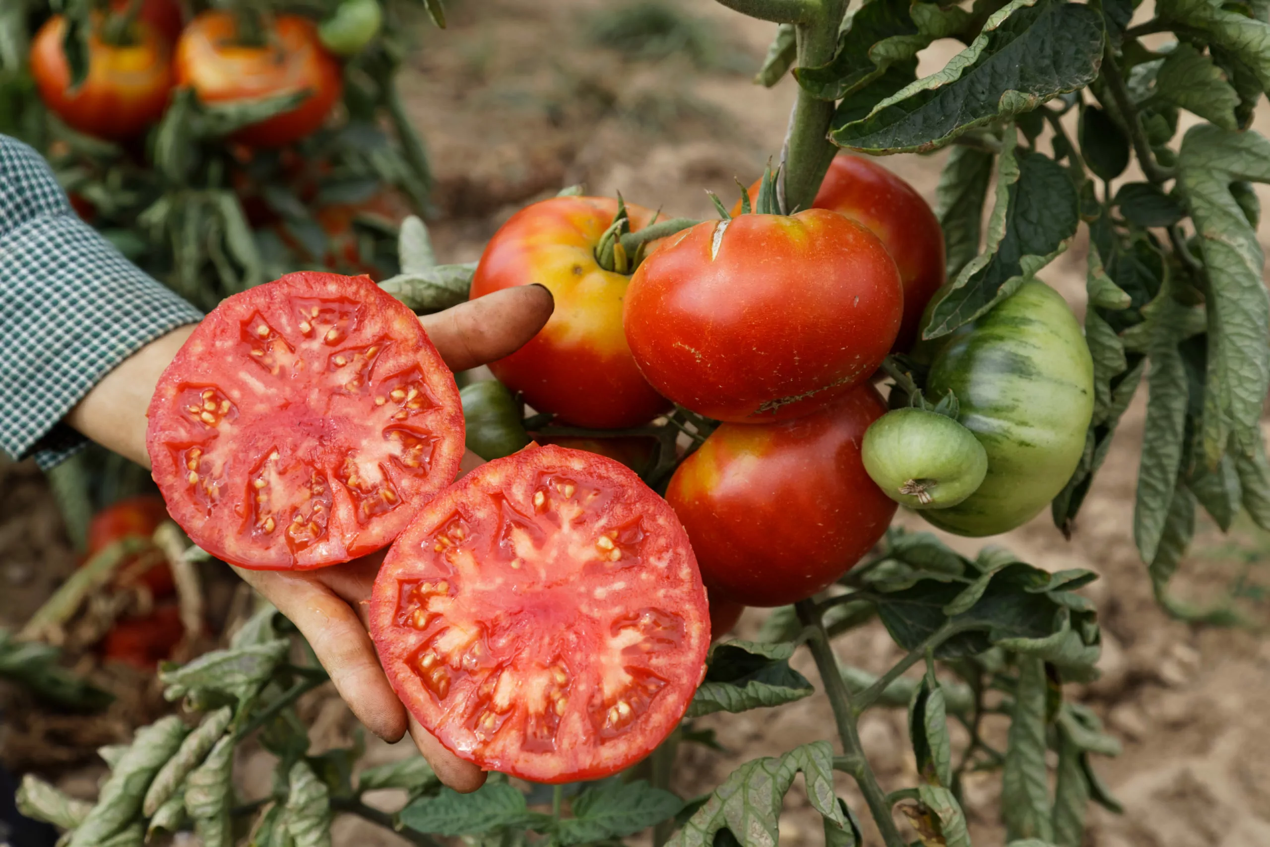 Vivagrande — runde rote Fleischtomaten am Strauch
